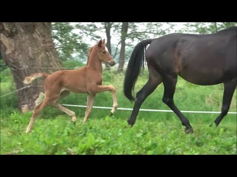 *2022 Stute von Donier - Sandro Hit SOLD!!!