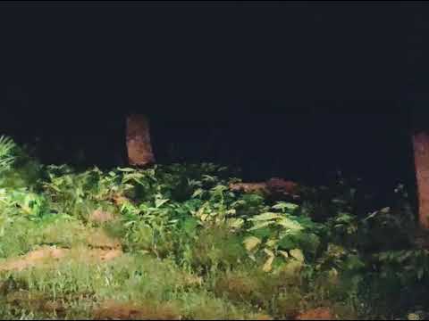 JUNGLE CAT AT BANDHAVGARH NATIONAL PARK INDIA