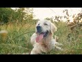 Turn Of The Tide A Video About Our Love For Dogs And Dog Loss Music By Roxette