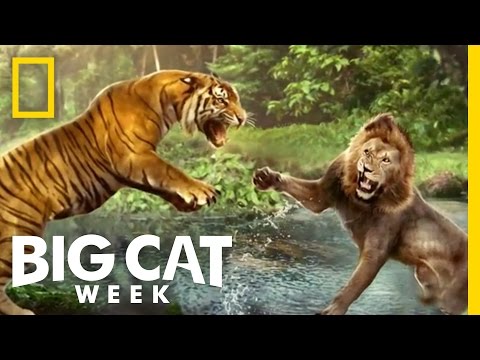 The Future of Big Cats | Future Cat