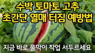 수박 토마토 고추 열매 터짐 초간단 예방법- 꽃 떨어지고 열매 떨어지는 이유. 열매 터지는 이유. 물막이 작…