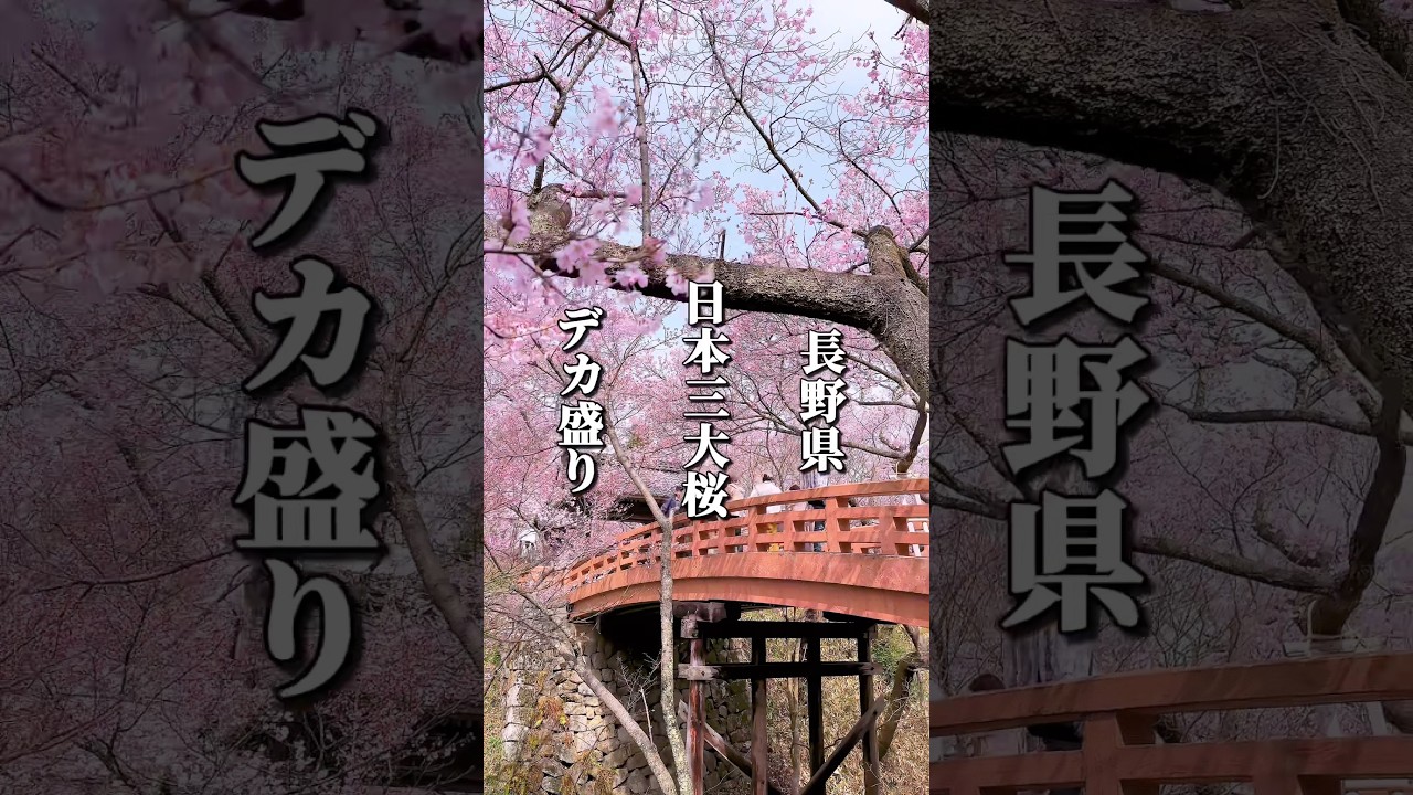 日本三大桜の名所！15万人もの花見客が訪れる絶景とデカ盛りグルメを満喫 #長野グルメ #信州グルメ #長野県 #長野観光 #長野旅行 #信州 #伊那市 #桜