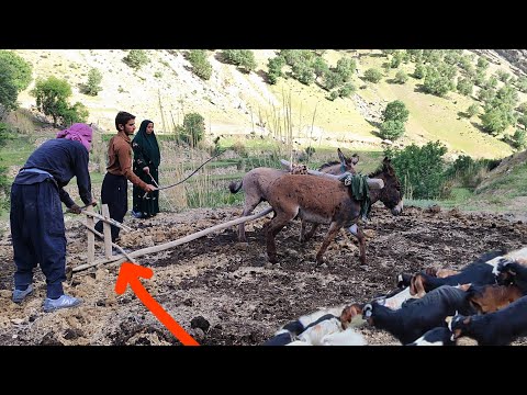Hardworking Nomads: A Documentary on the Resilient Nomadic Family in the Mountains