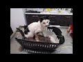 Injured Cat Treated At The Vet