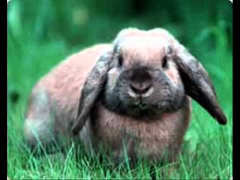 Dipu Dapu Lācis Nāk   mMusicz com