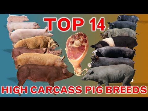 Top 14 Highest Carcass Pig Breeds |  Dressed Weight | Meat Yield Percentage % | High Yield Pork