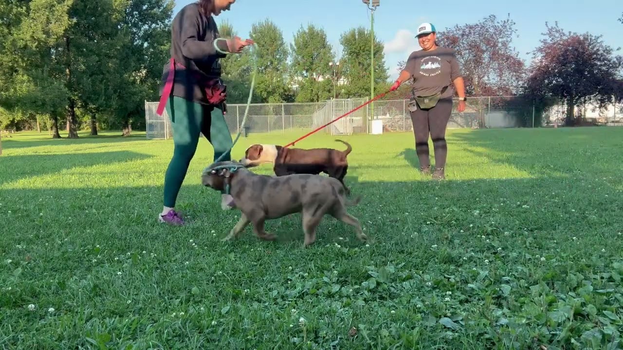 Mireille's Leash Test