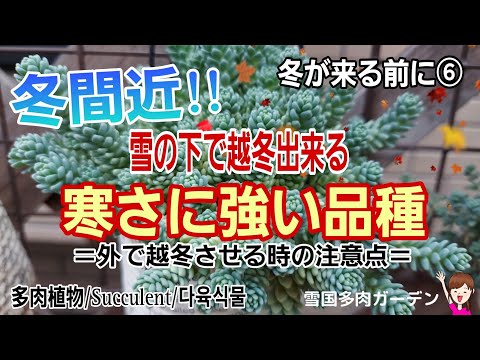 冬にキョウチクトウを鉢に入れる方法は？冬に備えて寒さや霜から守るための3つのヒント?  庭園