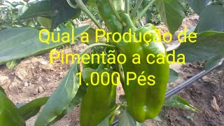 Qual Produo de Pimento a cada 1.000 Ps na minha regio
