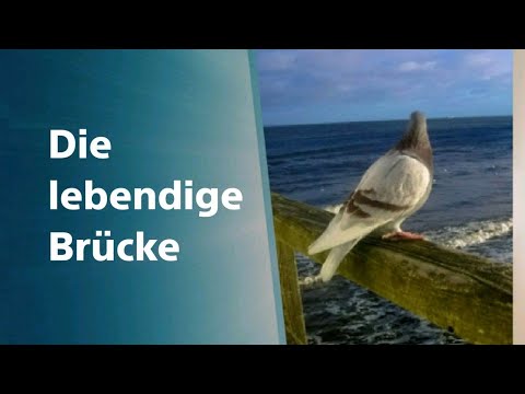 Für uns gestorben? / Was bedeutet die Kreuzigung Jesu für mich?/ Sühnopfer/#dieglücklichstenmenschen