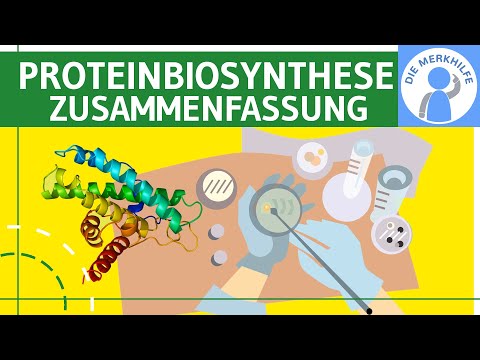Protein Biosynthesis - Translation & Transcription - Abitur Summary Protein Biosynthesis Genetics