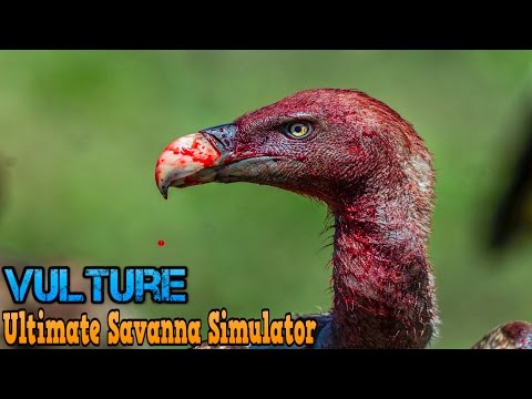 Ultimate Savanna Simulator #Vulture By Gluten Free Games Action & Adventure iTunes/Android - YouTube