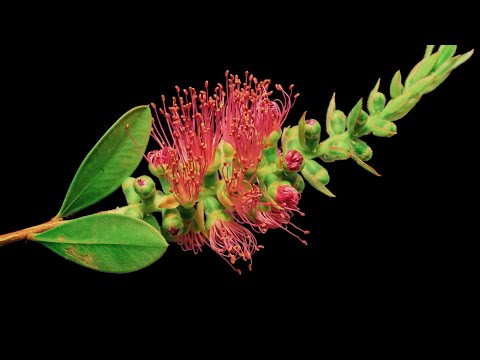 Flowers Blooming | Time Lapse Compilation