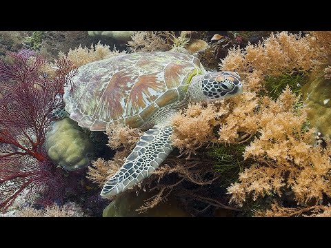 Palau Liveaboard Video 2 of 3