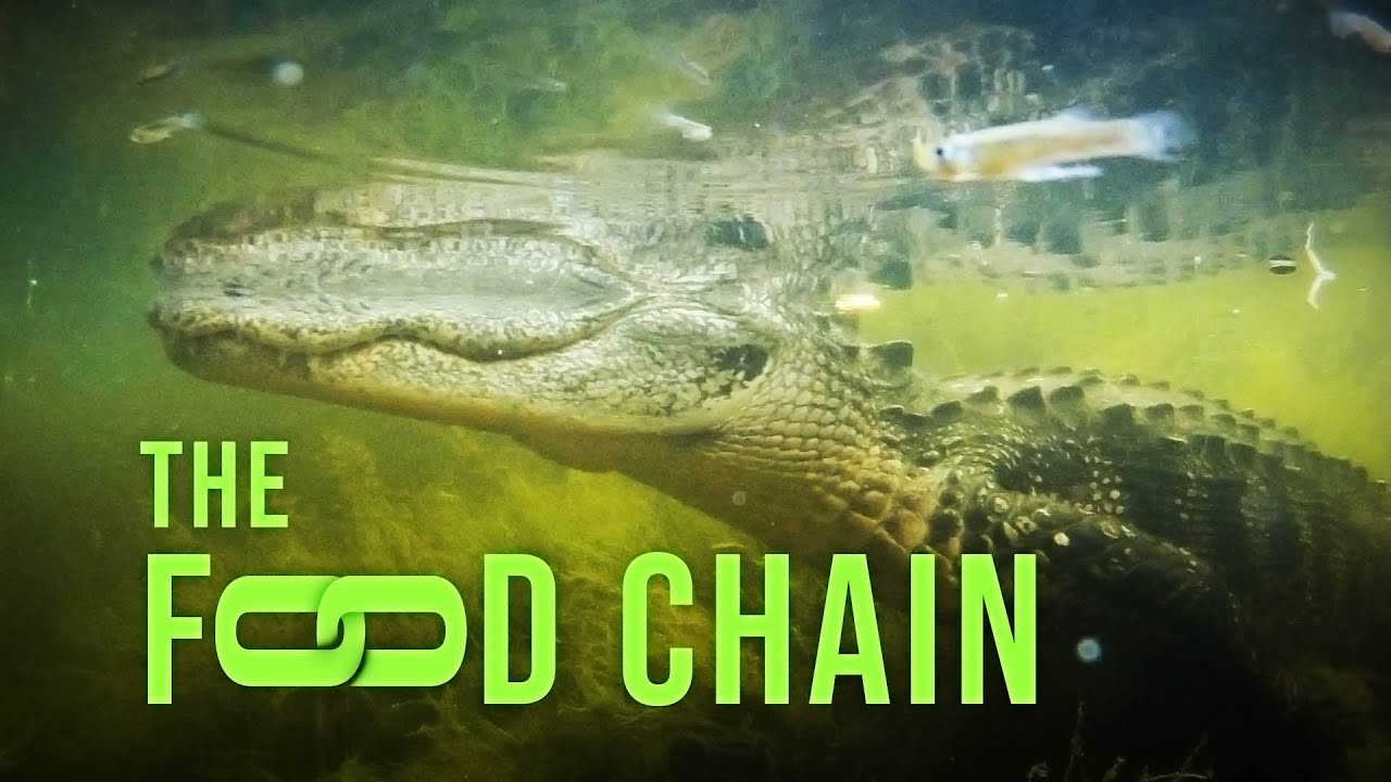 What is the Hawk's food chain?