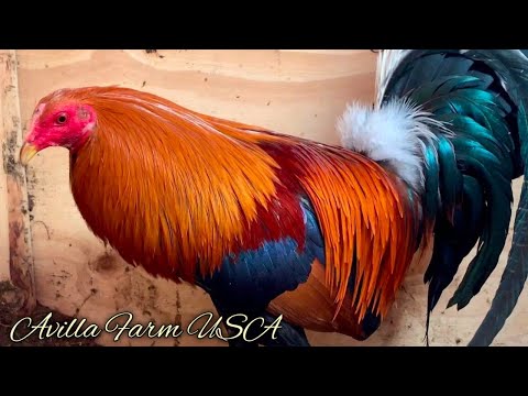 Foster kelso Sweater Asils - AVILLA FARM USA