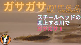 ガサガサ in USA スチールヘッドの遡上する川で小魚捕り