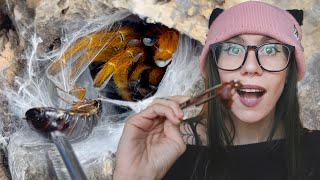 Unexpected OBT ATTACK!.. INTENSE Tarantula Takedowns with EXTRA LARGE Roaches!!