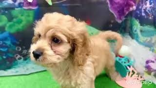 ハーフ犬の動画01