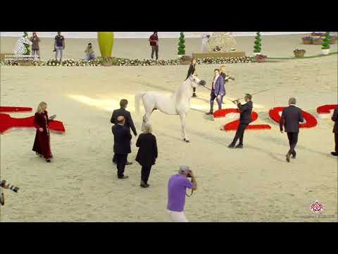 N 235 E S  SARAB   Sharjah Arabian Horse Festival 2020   Stallions 7 to 9 Years old Class 11