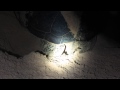 Turtle Looking For The Right Place To Nest Part Four