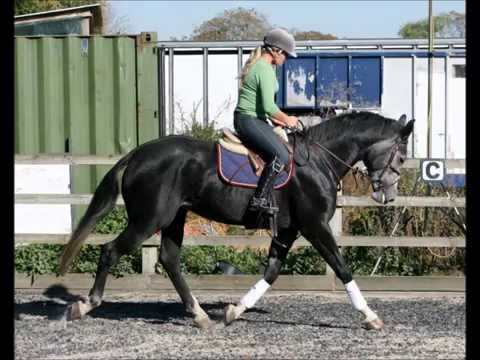 Havana - 2008 Massimo (Cassini) x Codex (Carthago) SOLD