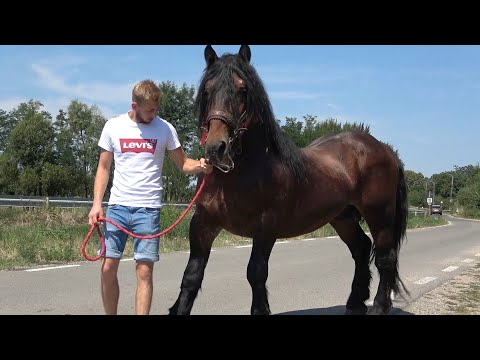 Caii lui Catalin de la Craidorolt, Satu Mare - 2021 Nou!!!