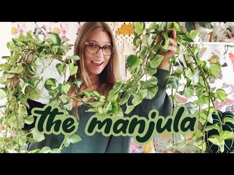 Plant Care: Epipremnum aureum manjula pothos | A Complete Guide | How to Propagate