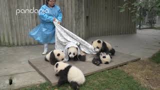 Pandas and their Nanny