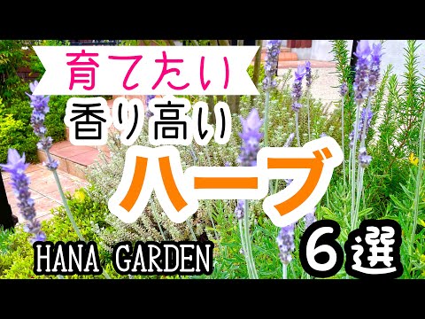 園芸 チェリー、ワイルドチェリー、バードチェリー、ギーニュ、ビガロー、ワイルドギニエ