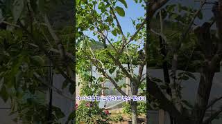Download lagu 감나무 이쁘게!!  글고 많이 열리게하기~~ mp3
