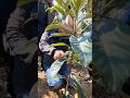 Pruning young loquat trees: Boosts roots, strengthens structure, enhances beauty, and promotes fruit