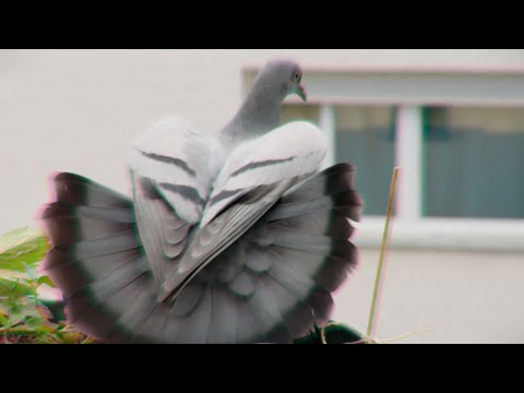 JANUS CHRISTUS X BENDER144 - SCHEISS UF D NOCHBERE