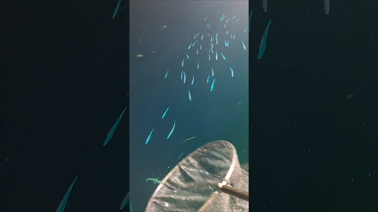 海の魚を捕まえる❤️ #広島たにさんのぼれやびゃー動画 #fishing #釣り #ガサガサ #タモ網 #海の魚 #漁師