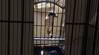 Download lagu Cendet pilis gacor mp3