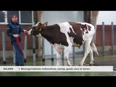 Lowlands Solaris-Red