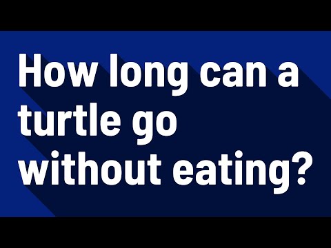 How long can a turtle go without eating?