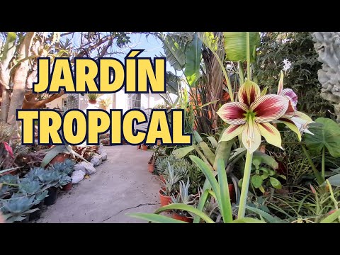 ¡Sé tu Propio Paisajista! Cómo Diseñar un Jardín Tropical que Dejará a Todos sin Palabras 🗣️🌺