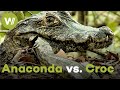 Giant Anaconda Vs Crocodile A Battle That Has Raged For 60 Million Years