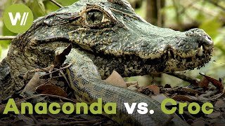 Giant Anaconda vs Crocodile - A battle that has ra
