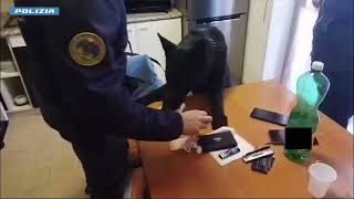 operazione-alto-impatto-a-salerno-due-arresti