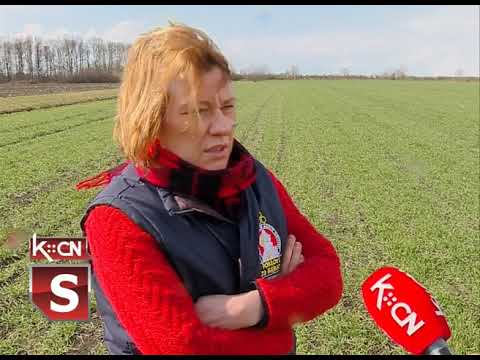 Stanje useva pšenice