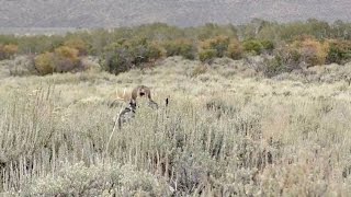 Crazy Hunting Story!!!