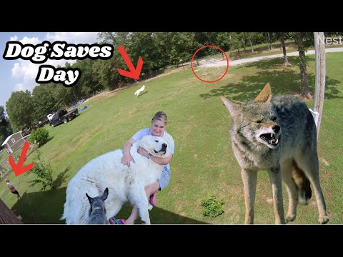 GUARD DOG CHASES COYOTE AWAY FROM WOMAN ALONE IN BACKYARD! CAUGHT ON GOOGLE NEST CAM