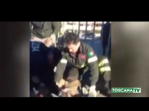 2017-03-08 PISTOIA - CAPRIOLO INCASTRATO TRA SBARRE SALVATO