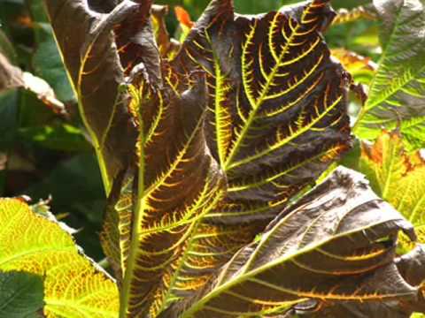 Prelude to Autumn ~ a peaceful sojourn into the heart of Nature