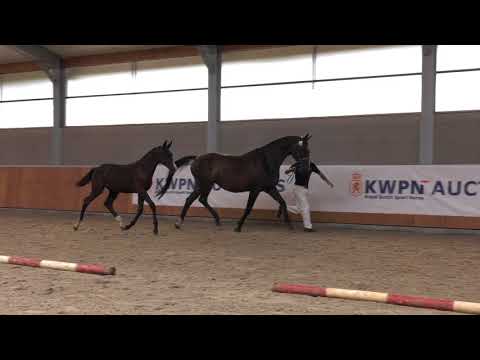 45 Navarona (Schwarzgold x Ferro)