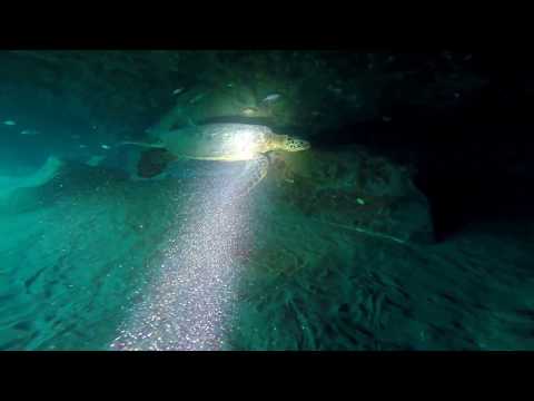 5 caves 5 Graves dive - Sharks, Sea Turtles, schools of fish 2/19/2018 - stabilized video