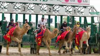 Camel & Ostrich Races 2010.mov