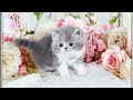 Cute Cat Funny Video Playing Funny Cat Whatsapp Status Cute Whatsapp Status